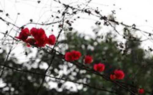 龙年给宝宝取名叫什么姓鲍